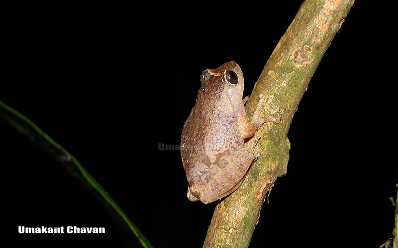 Bombay Bush Frog